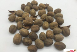 吃瓜爆料小巴豆视频,视频背后的惊人真相